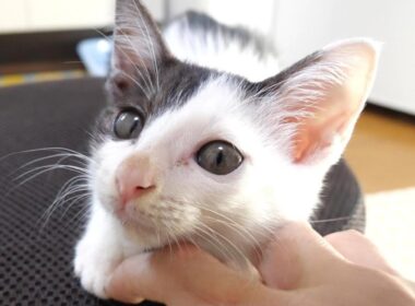 幸せそうな顔で子猫が喉をゴロゴロと鳴らす。【赤ちゃん猫　保護猫】