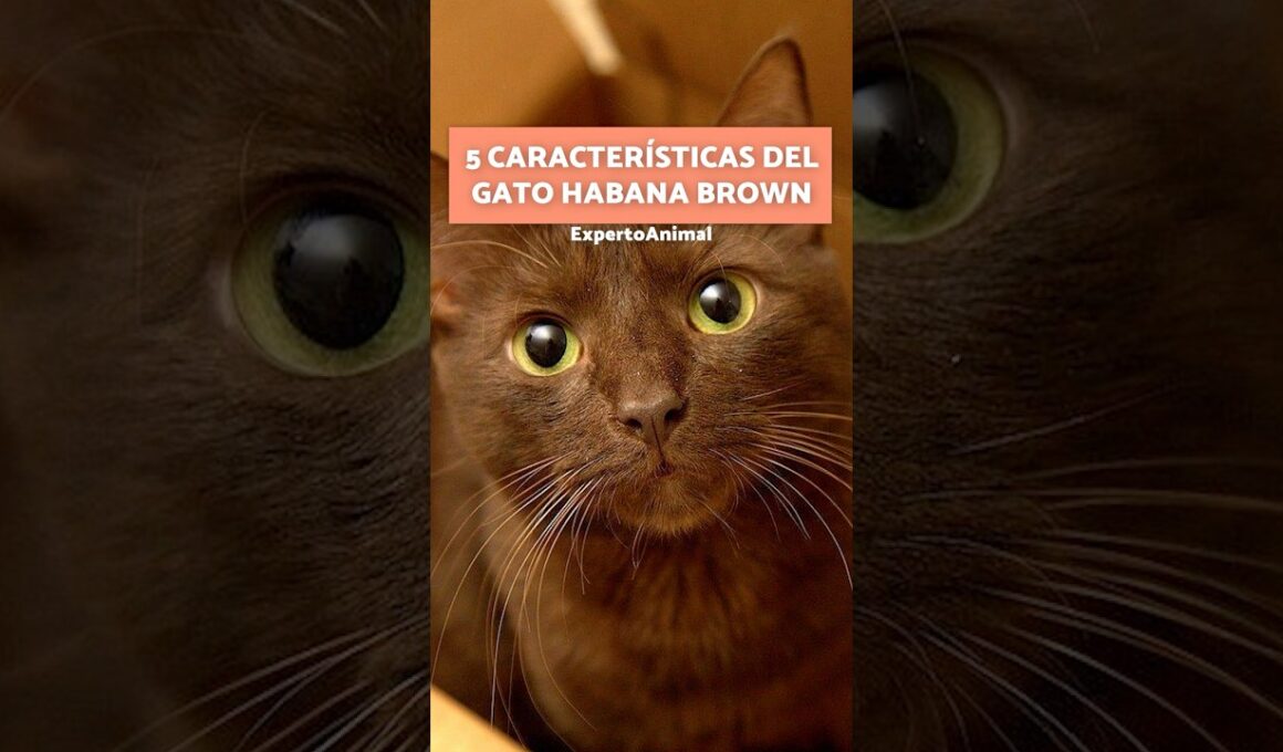 5 CURIOSIDADES del Gato HABANA BROWN 🤎