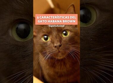 5 CURIOSIDADES del Gato HABANA BROWN 🤎