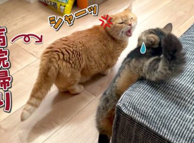 11歳のプリンに異常があったので病院に行ってきました