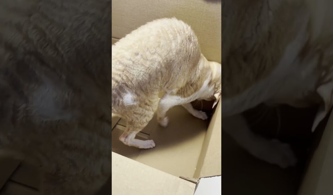 When Mitch Finds a Box...Pure Cat Madness! 🐱