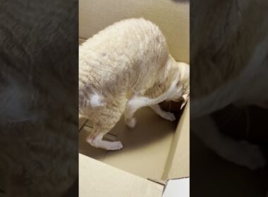 When Mitch Finds a Box...Pure Cat Madness! 🐱