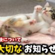 保護した子猫5匹と今後の活動について大切なお知らせ