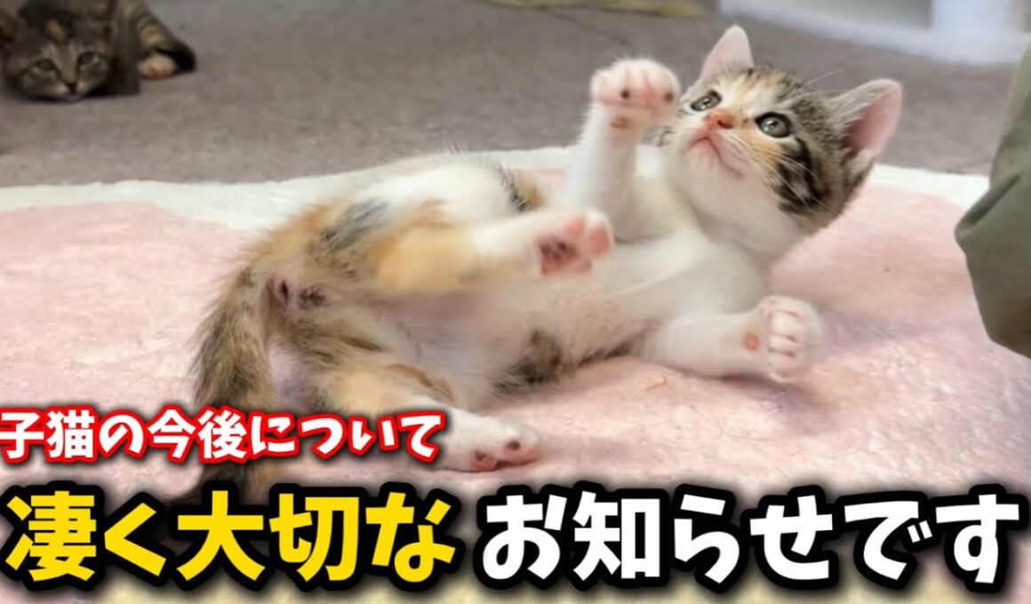 保護した子猫5匹と今後の活動について大切なお知らせ