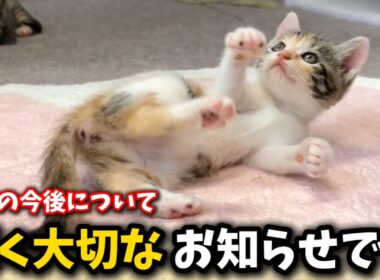 保護した子猫5匹と今後の活動について大切なお知らせ