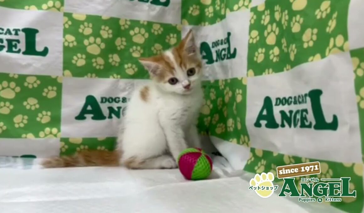 スコティッシュフォールド 2510032 【ペットショップエンゼル　子犬・子猫販売】