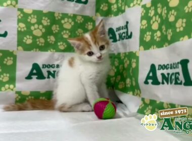 スコティッシュフォールド 2510032 【ペットショップエンゼル　子犬・子猫販売】