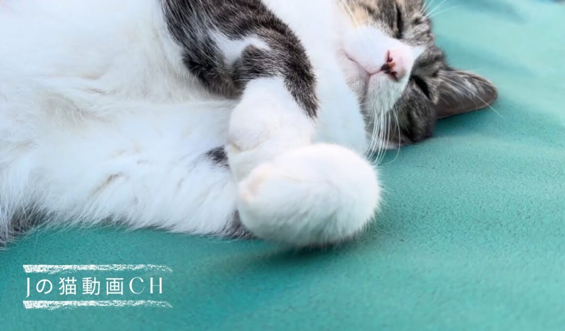 グリーンバックが大好きな猫　A cat who loves green screens