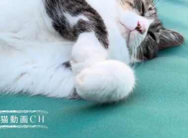 グリーンバックが大好きな猫　A cat who loves green screens