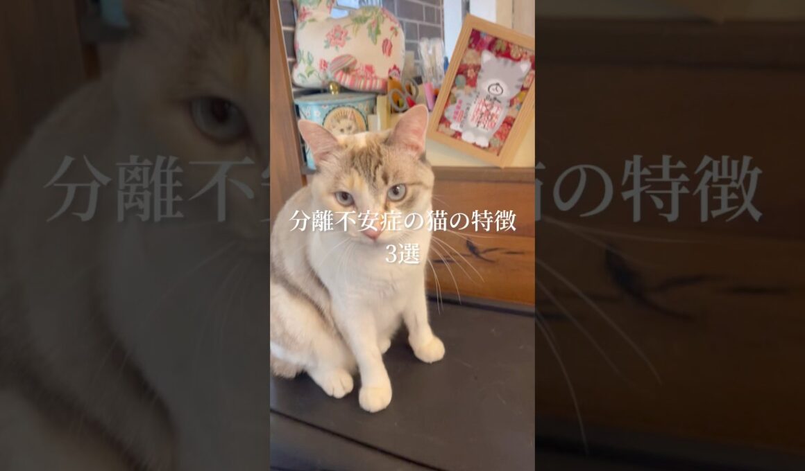 分離不安症の猫の特徴3選