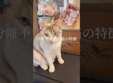 分離不安症の猫の特徴3選