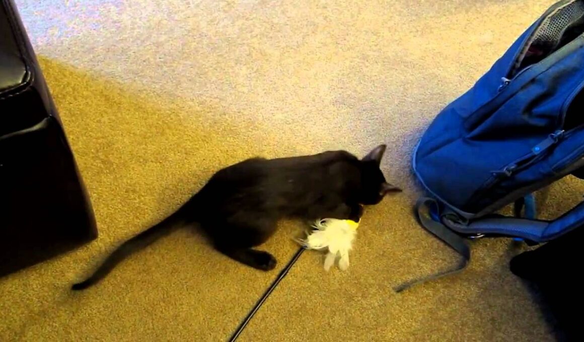 Jake: Havana Brown Kitten Jumping on Desk and Dragging His Toy Away