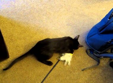 Jake: Havana Brown Kitten Jumping on Desk and Dragging His Toy Away