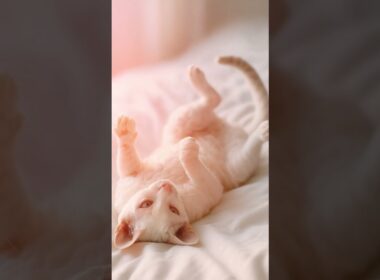 🐱Lazy Cornish Rex｜慵懶柯尼斯捲毛貓 #cat #ai #cute #reels #animal #dog