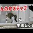 やんのかステップを繰り返す子猫