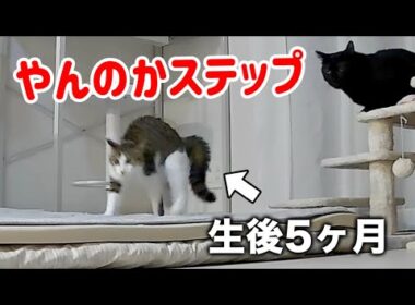 やんのかステップを繰り返す子猫