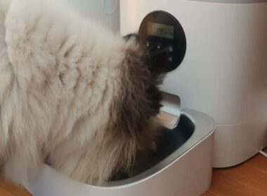 【ヒマラヤン】ごはんタイム