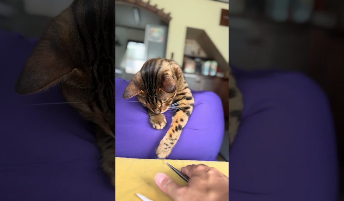 【ベンガルのメレブ】歯ブラシが気になる🪥 4K #ベンガル #猫のいる暮らし #cat #ネコ #ねこ #बिल्ली #kucing