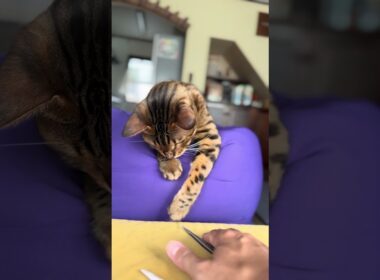 【ベンガルのメレブ】歯ブラシが気になる🪥 4K #ベンガル #猫のいる暮らし #cat #ネコ #ねこ #बिल्ली #kucing