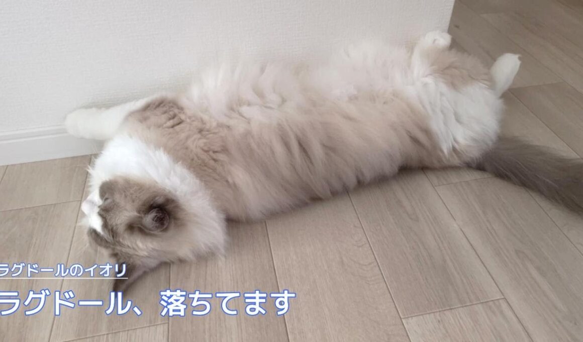 【ラグドール】ラグドール、落ちてます