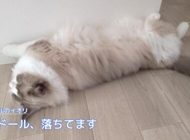 【ラグドール】ラグドール、落ちてます