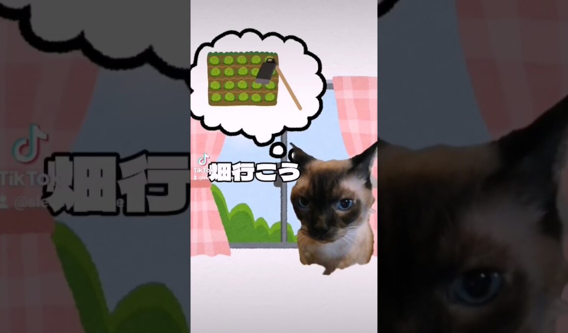 シャム猫#shorts #cat #猫#シャムミックス #15歳#田舎ガイジ#北の国から