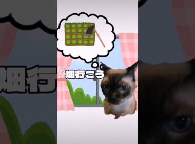 シャム猫#shorts #cat #猫#シャムミックス #15歳#田舎ガイジ#北の国から