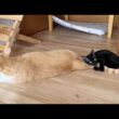 先住猫から離れたくない子猫