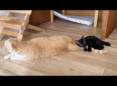 先住猫から離れたくない子猫