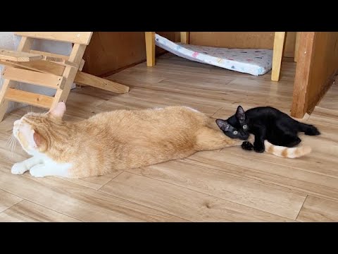 先住猫から離れたくない子猫