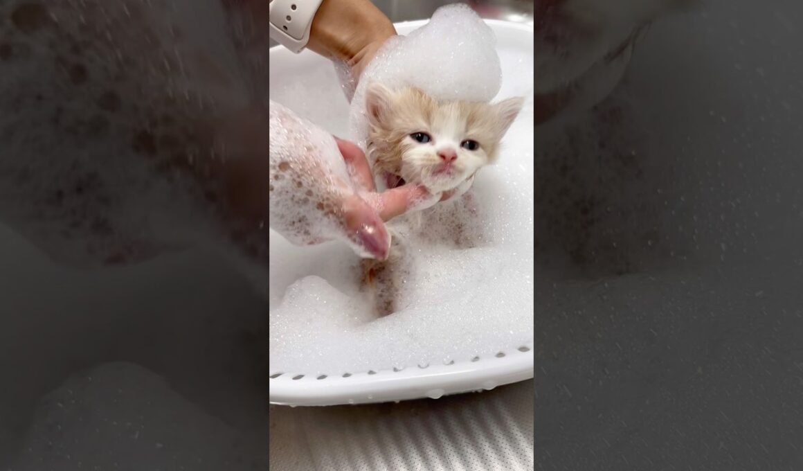 はじめてのお風呂【ラガマフィン子猫】ご家族様募集中です