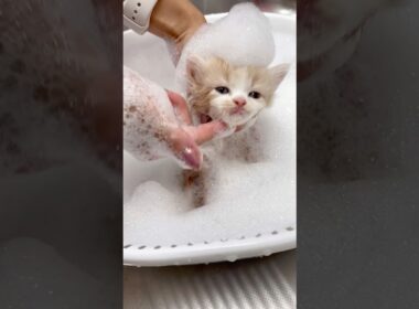 はじめてのお風呂【ラガマフィン子猫】ご家族様募集中です