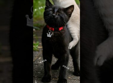 ジジ、たえる #猫 #黒猫 #シャムミックス #cat #shorts