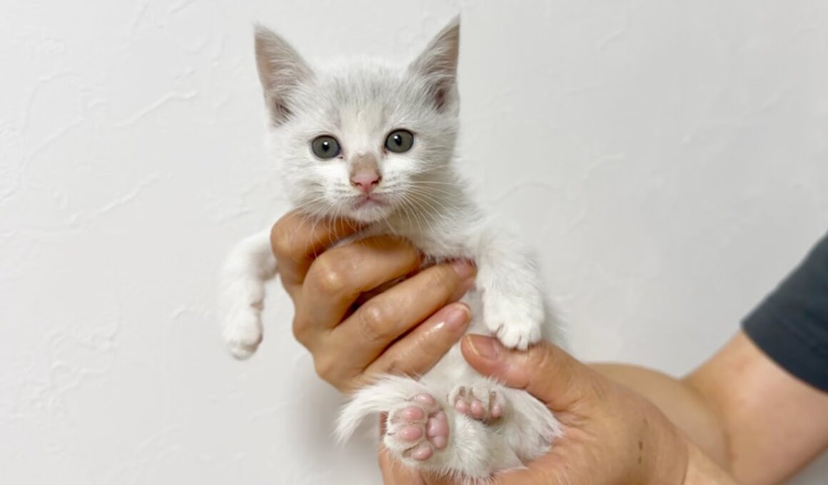 【LIVE】子猫を緊急保護しました