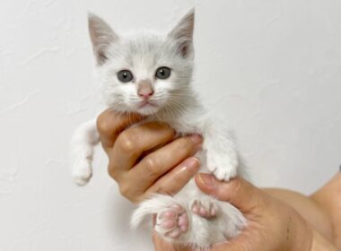 【LIVE】子猫を緊急保護しました