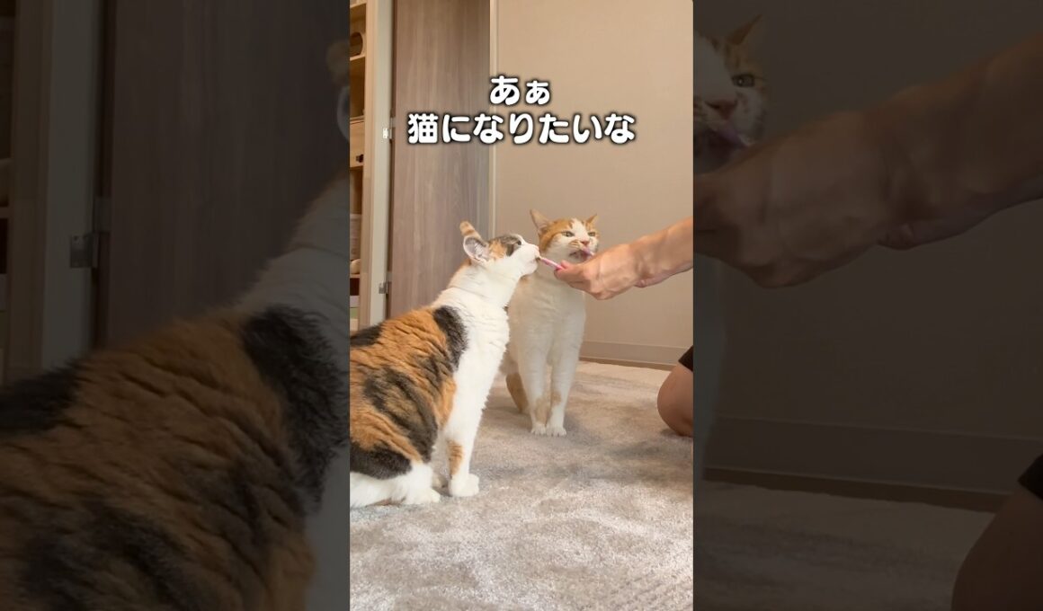愛猫にも旅させたい