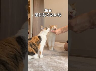 愛猫にも旅させたい