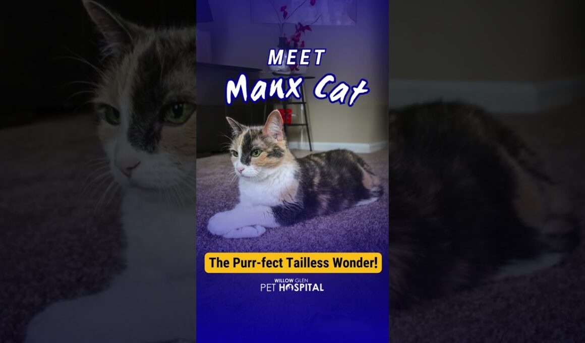 Manx Cat
