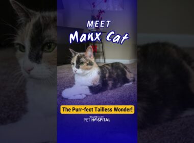 Manx Cat