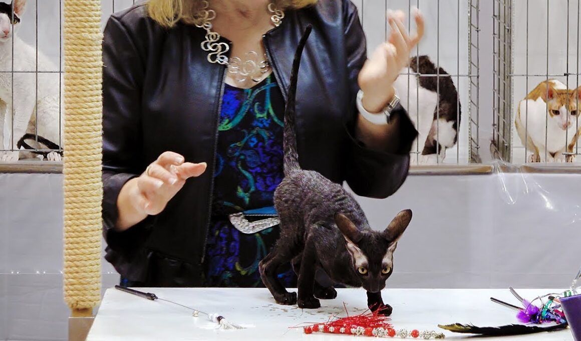 CFA International Show 2018 - Cornish Rex kitten class judging