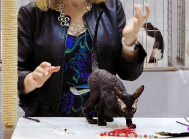 CFA International Show 2018 - Cornish Rex kitten class judging