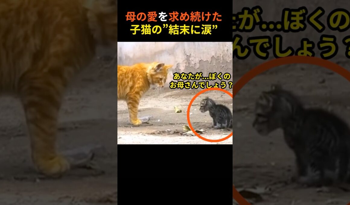 母の愛を求め続けた子猫。捨てられた小さな命に起きた“奇跡”とは――？