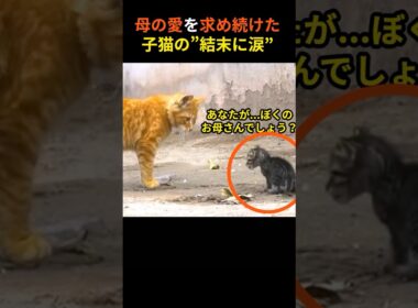 母の愛を求め続けた子猫。捨てられた小さな命に起きた“奇跡”とは――？