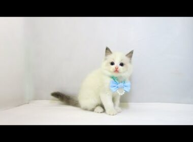 【長町店】ラグドール♪男の子♪ブルーポイントバイカラー♪7/14生まれ♪
