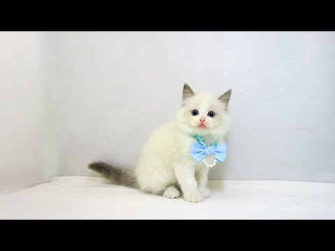 【長町店】ラグドール♪男の子♪ブルーポイントバイカラー♪7/14生まれ♪