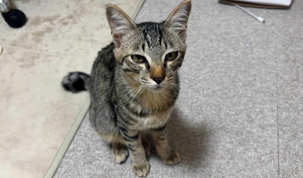 【保護猫】子猫の去勢手術をしてきました