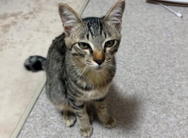 【保護猫】子猫の去勢手術をしてきました