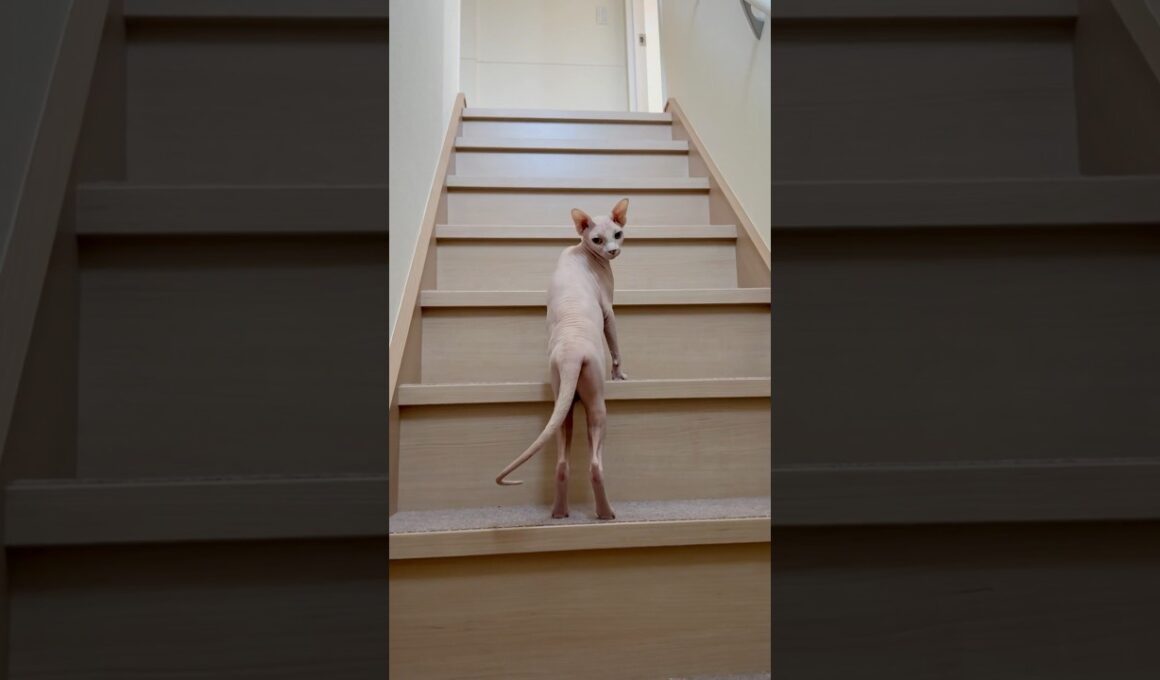 後ろを振り返りながら階段を駆け上る毛のない猫【スフィンクス】