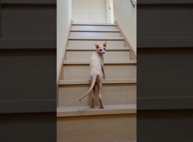 後ろを振り返りながら階段を駆け上る毛のない猫【スフィンクス】