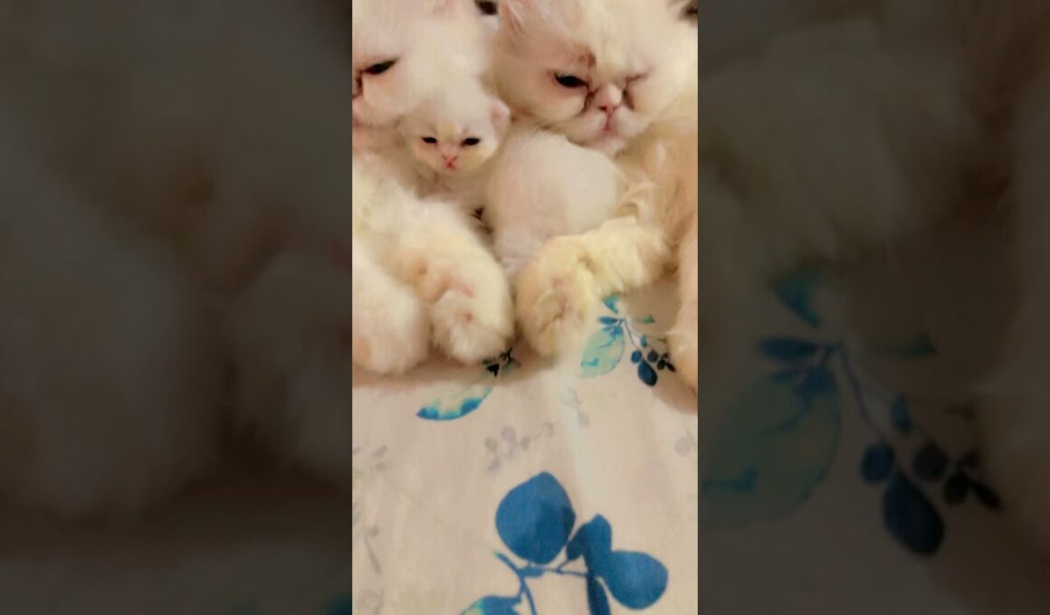cute kitty with mom and so cute🥰🥰♥️ #cat #cute #kitten #子ネコ #赤ちゃん #好きな子猫 #cutecat #kucinganggora